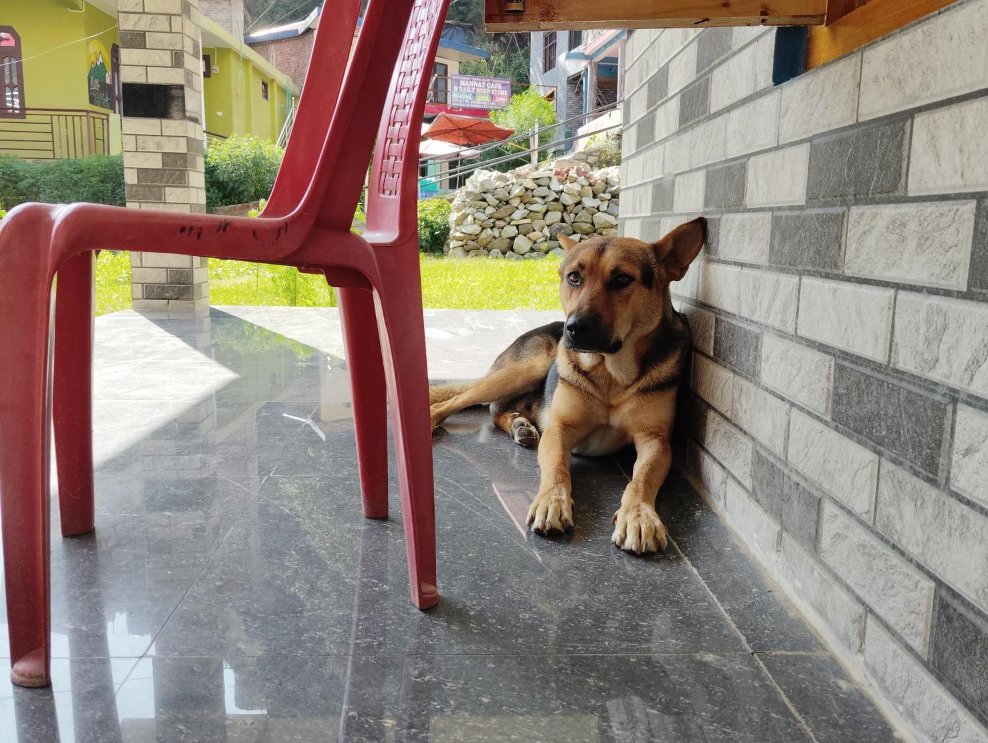 Dog N Hill Hotel Kasol Exterior foto