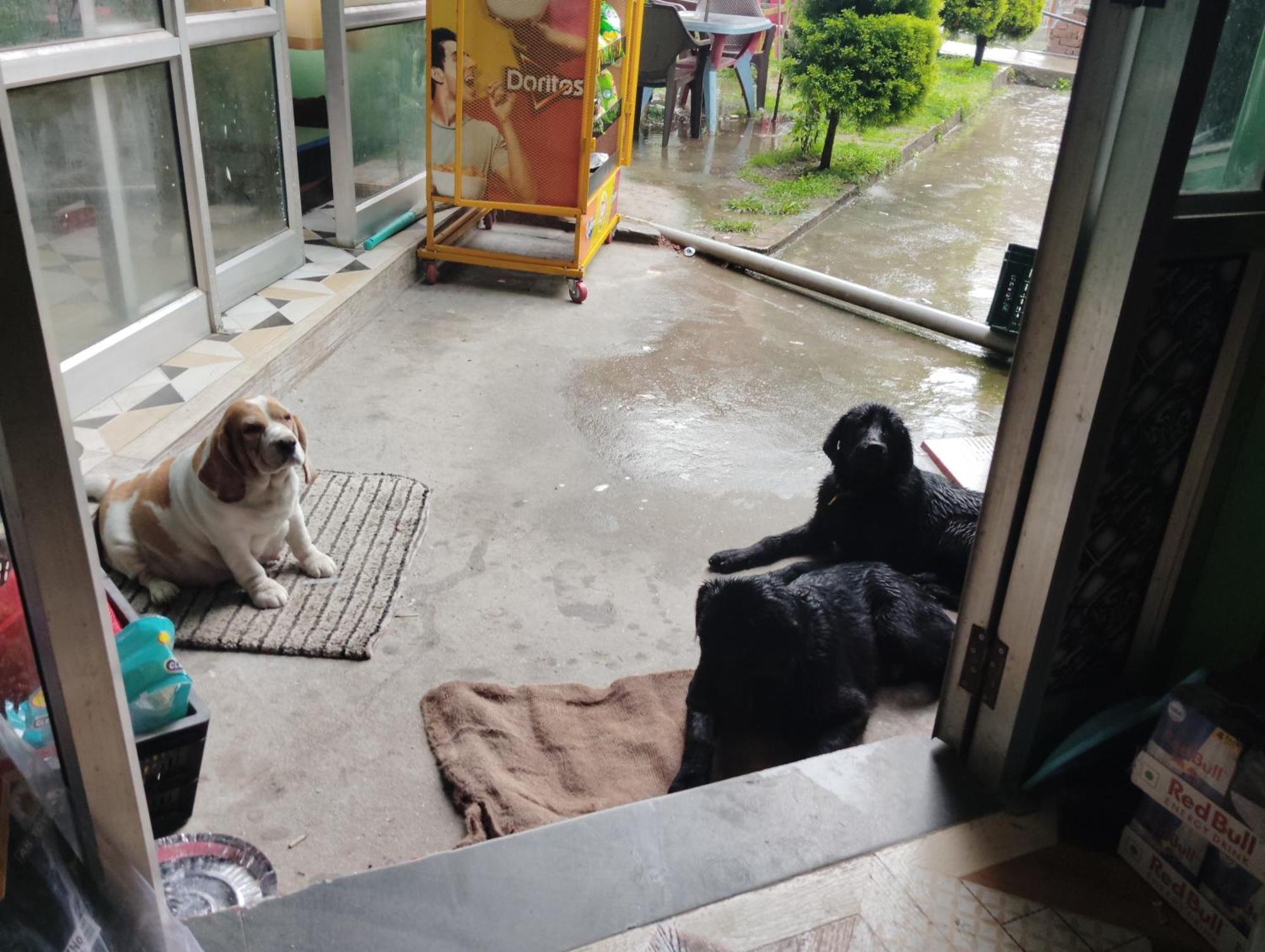 Dog N Hill Hotel Kasol Exterior foto